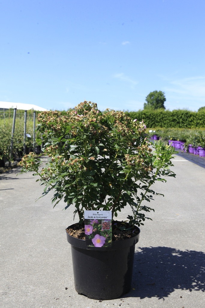 [P] Rosa rugosa JAM-A-LICIOUS (PBR) cont. 10L 50-60 cm +ф