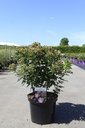 Rosa rugosa JAM-A-LICIOUS (PBR) Kont. 10L 50-60 cm +B