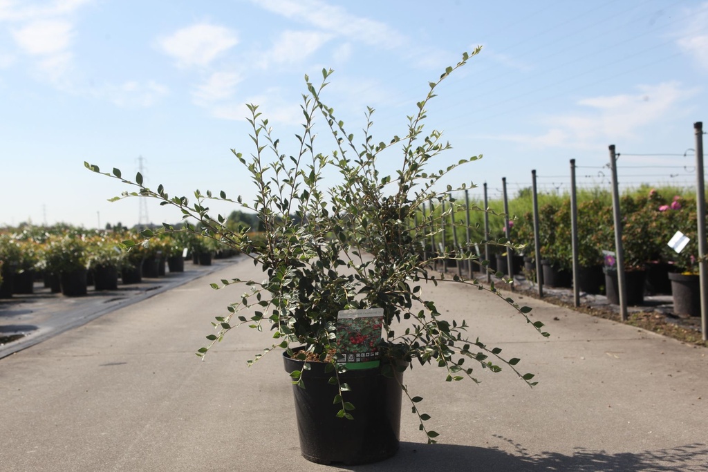 Cotoneaster franchetii cont. 10L 100/+ cm +ф