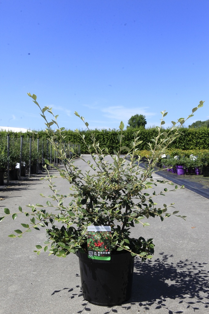 [P] Cotoneaster franchetii cont. 10L 100/+ cm +p
