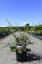 Cotoneaster franchetii Kont. 10L 100/+ cm +B