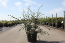 Cotoneaster franchetii cont. 10L 100/+ cm +ф