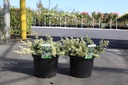 Euonymus fortunei 'Harlequin' cont. 10L 40/+ cm +f