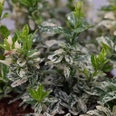 Euonymus fortunei 'Harlequin' cont. 10L 40/+ cm +p