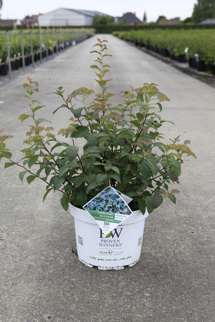 Spiraea media Proven Winners® DOUBLE PLAY® BLUE KAZOO (PBR) Kont. 10L Deko 50-60 cm +B