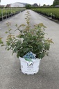 Spiraea media Proven Winners® DOUBLE PLAY® BLUE KAZOO (PBR) Kont. 10L Deko 50-60 cm +B