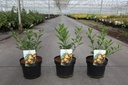 Citrus 'Yuzu' cont. 3,6L +p