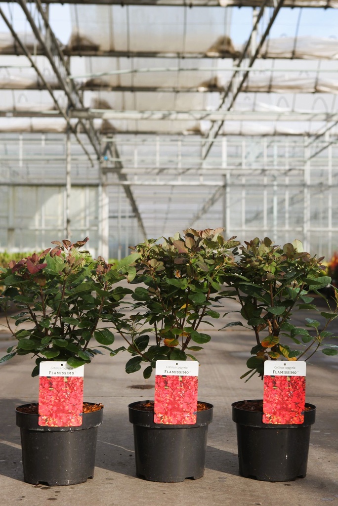 Cotinus coggygria FLAMISSIMO (PBR) cont. 3,6L 30-40 cm +p