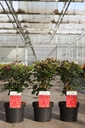 Cotinus coggygria FLAMISSIMO (PBR) cont. 3,6L 30-40 cm +f