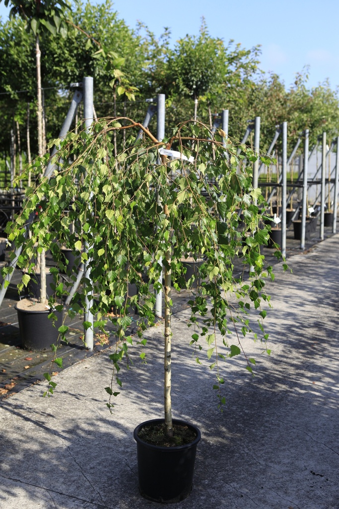 [P] Betula pendula 'Youngii' cont. 18L halfstam 8-10