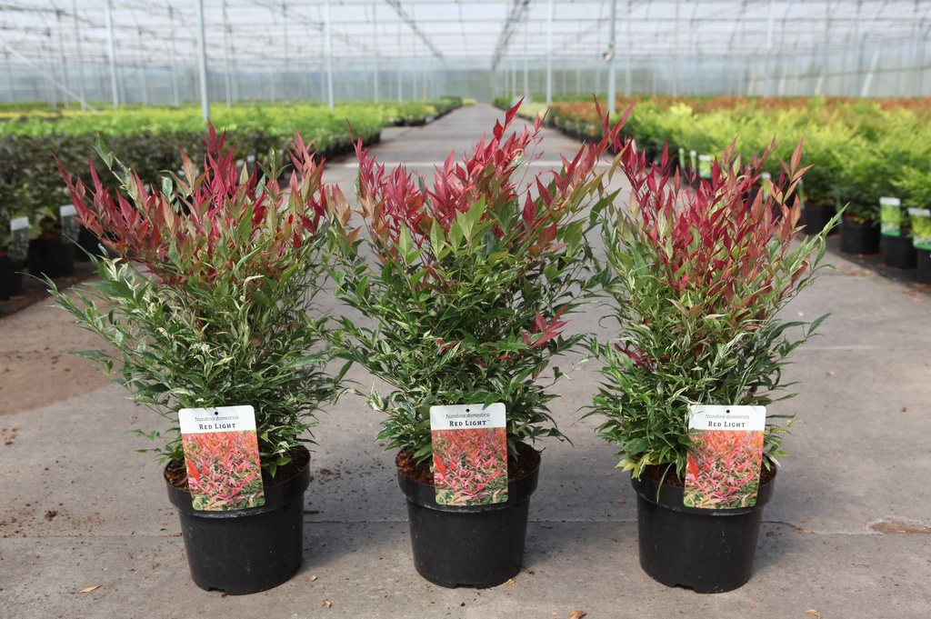 [P] Nandina domestica RED LIGHT (PBR) cont. 3,6L 25-30 cm +B