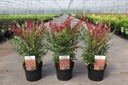 Nandina domestica RED LIGHT (PBR) cont. 3,6L 25-30 cm +p