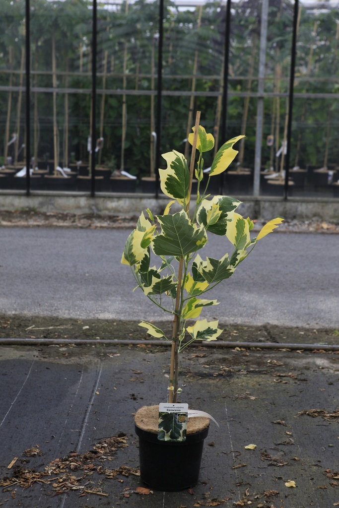 [P] Liriodendron tulipifera 'Snowbird' cont. 15L 125/+ cm +p
