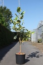 Liriodendron tulipifera 'Snowbird' cont. 15L 125/+ cm +ф