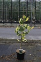 Liriodendron tulipifera 'Snowbird' cont. 15L 125/+ cm +f