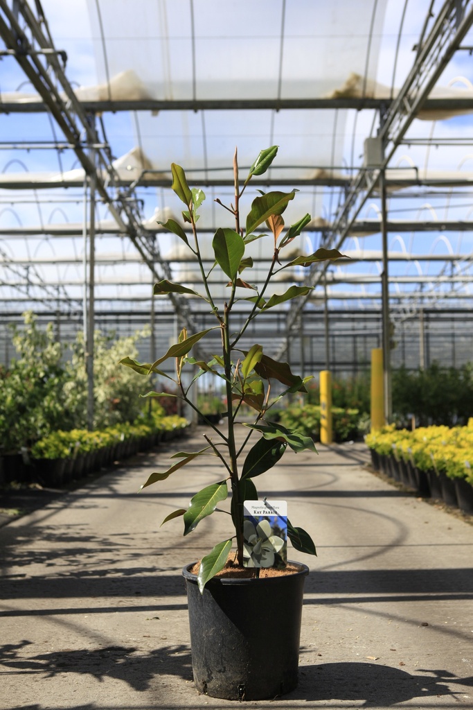 [P] Magnolia grandiflora 'Kay Parris' cont. 12L 70-80 cm +ф