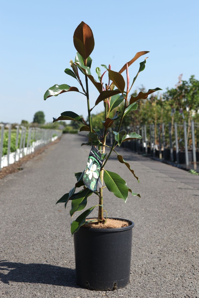 Magnolia grandiflora 'Kay Parris' cont. 12L 70-80 cm +p
