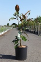 Magnolia grandiflora 'Kay Parris' cont. 12L 70-80 cm +p