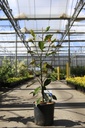 Magnolia grandiflora 'Kay Parris' cont. 12L 70-80 cm +p
