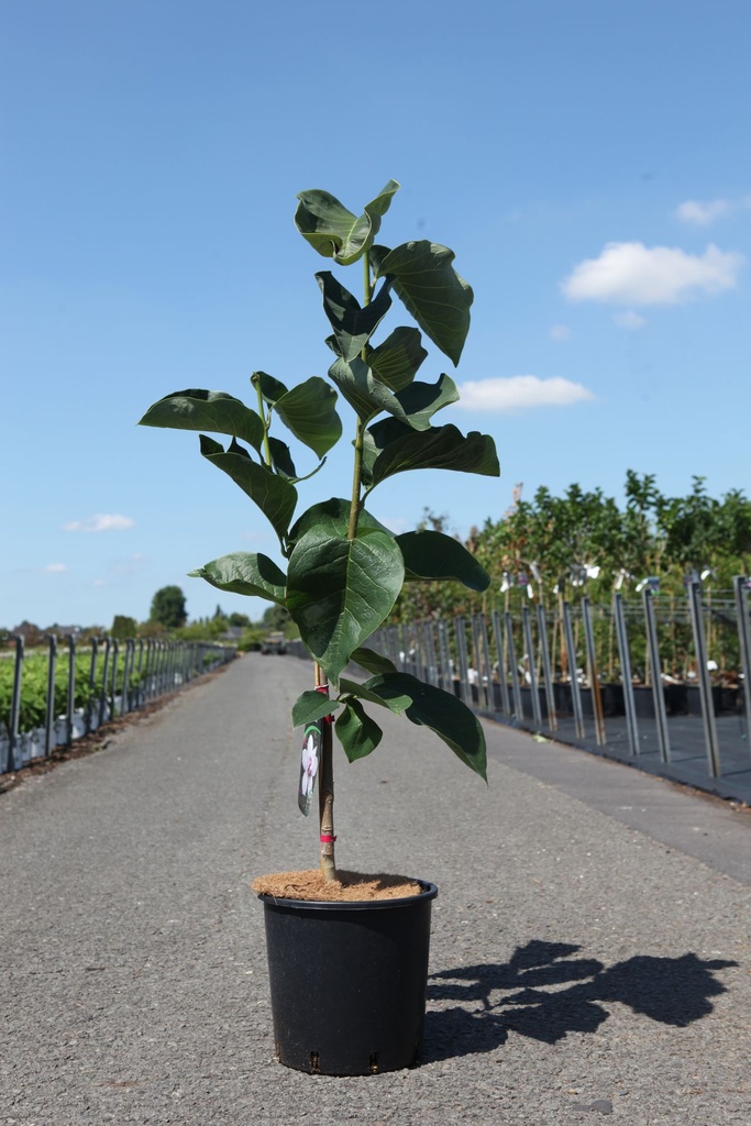 [P] Magnolia 'Tikitere' cont. 12L 80-100 cm