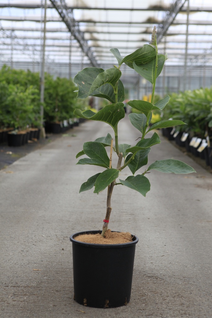 Magnolia 'Tikitere' cont. 12L 80-100 cm