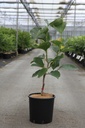 Magnolia 'Tikitere' cont. 12L 80-100 cm