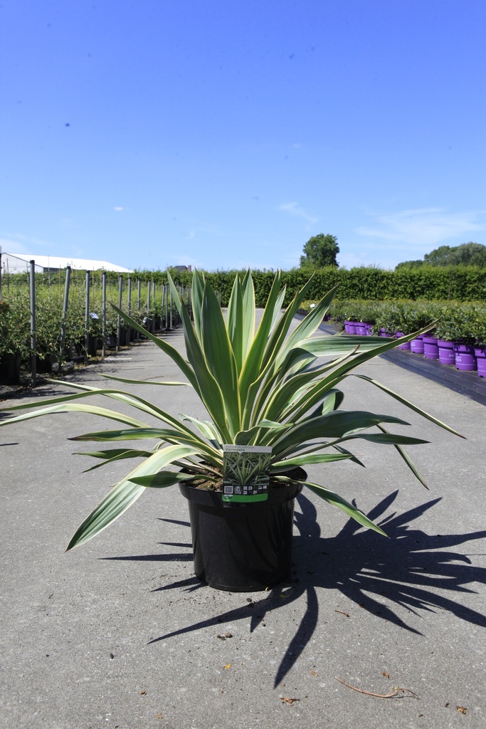 [P] Yucca gloriosa 'Variegata' cont. 10L +f