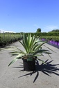 Yucca gloriosa 'Variegata' Kont. 10L +B