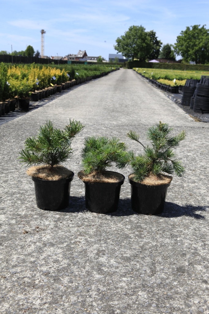[P] Pinus parviflora 'Tempelhof' cont. 5L 30-40 cm