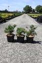 Pinus parviflora 'Tempelhof' cont. 5L 30-40 cm