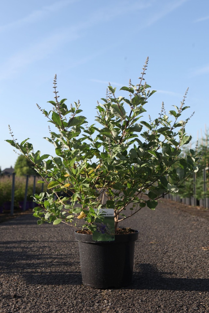 Vitex Magical® CHICAGOLAND BLUES (PBR) cont. 10L 60-80 cm +B