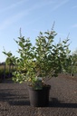 Vitex Magical® CHICAGOLAND BLUES (PBR) cont. 10L 60-80 cm +p