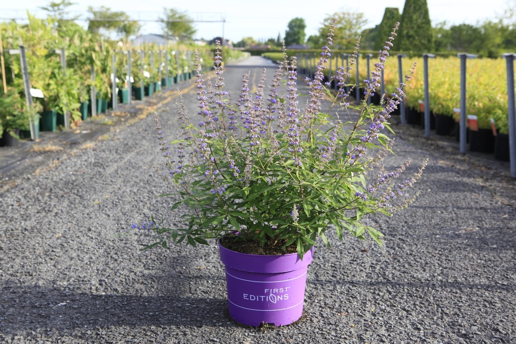 Vitex agnus-castus First Editions® QUEEN BEE (PBR) cont. 10L deco 60-80 cm +p