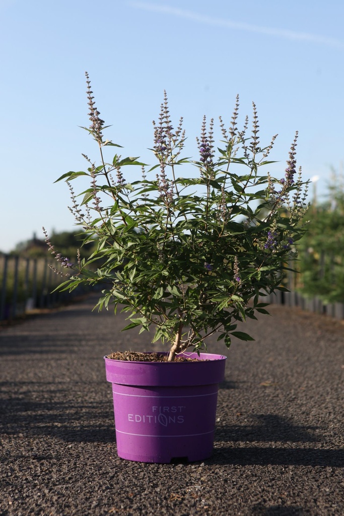 [P] Vitex agnus-castus First Editions® QUEEN BEE (PBR) cont. 10L deco 60-80 cm +p