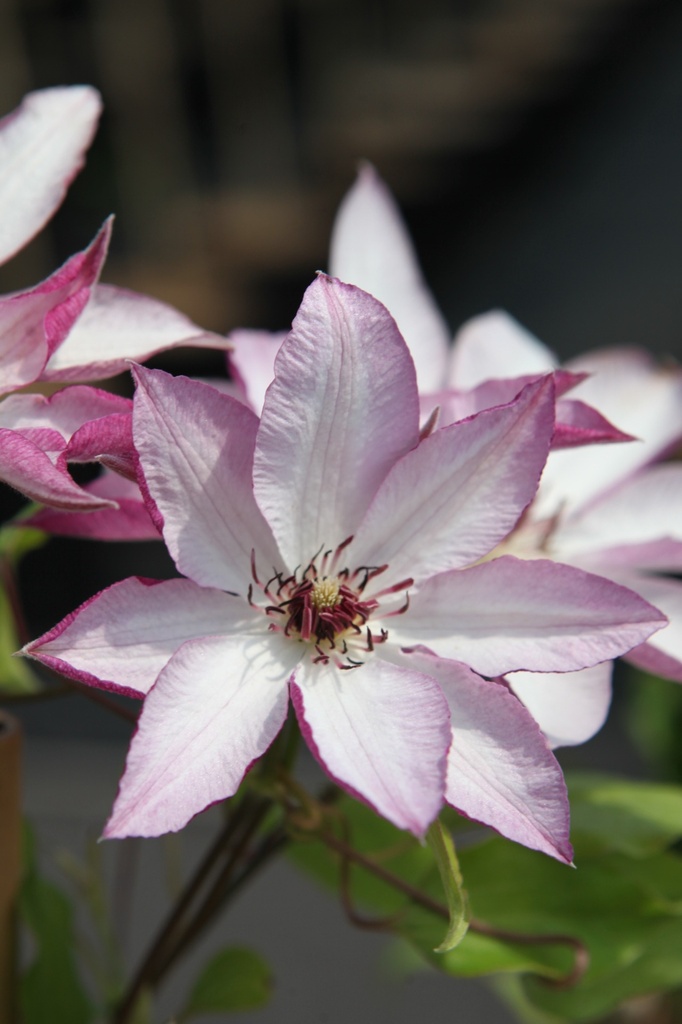 [P] Clematis 'Omoshiro' cont. 3L high 80-100 cm +ф