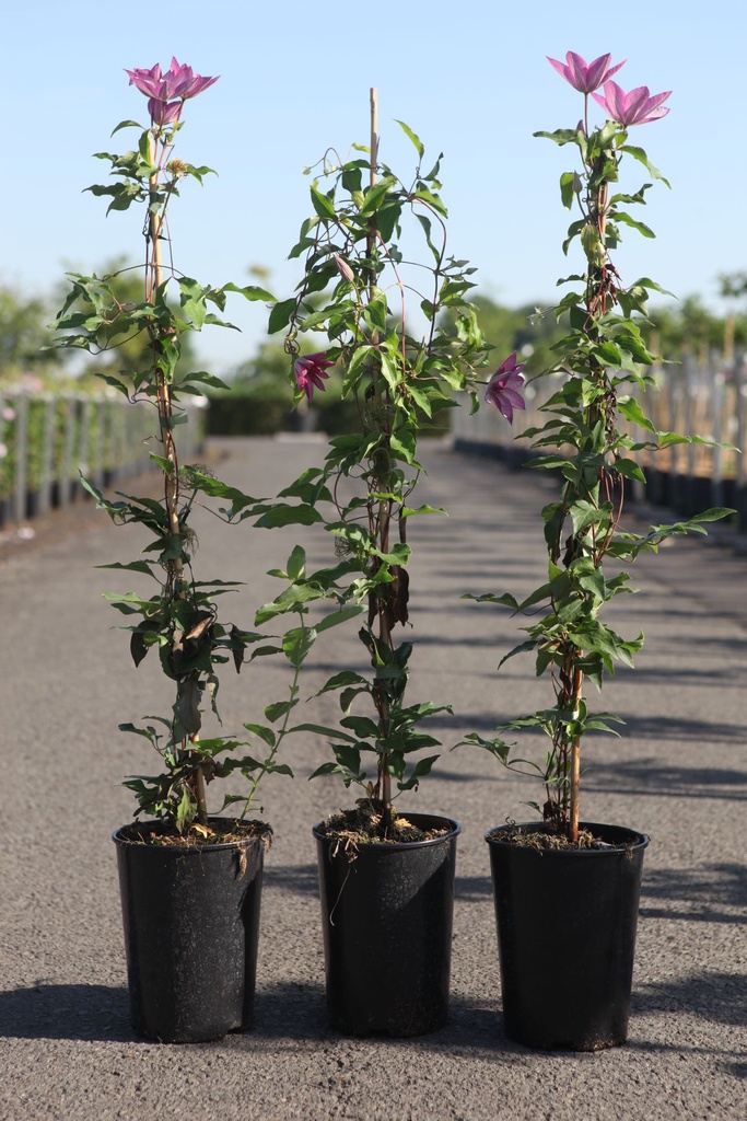 [P] Clematis 'Omoshiro' cont. 3L hoch 80-100 cm +B