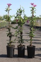 Clematis 'Omoshiro' cont. 3L high 80-100 cm +ф