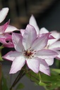 Clematis 'Omoshiro' cont. 3L high 80-100 cm +ф