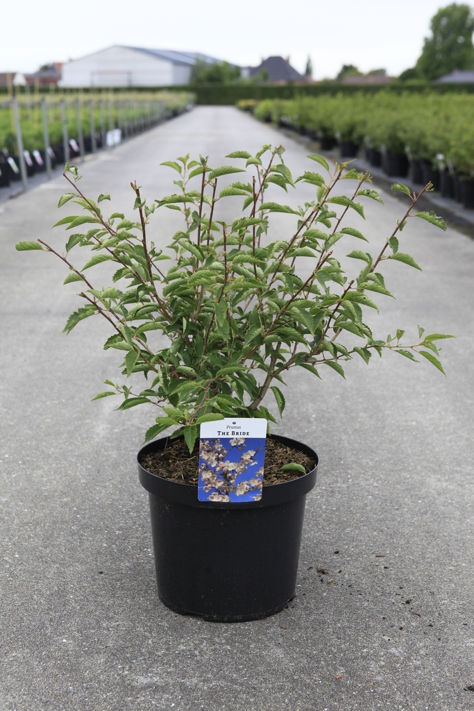 Prunus 'The Bride' Kont. 10L 60-80 cm +B
