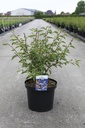 Prunus 'The Bride' cont. 10L 60-80 cm +p