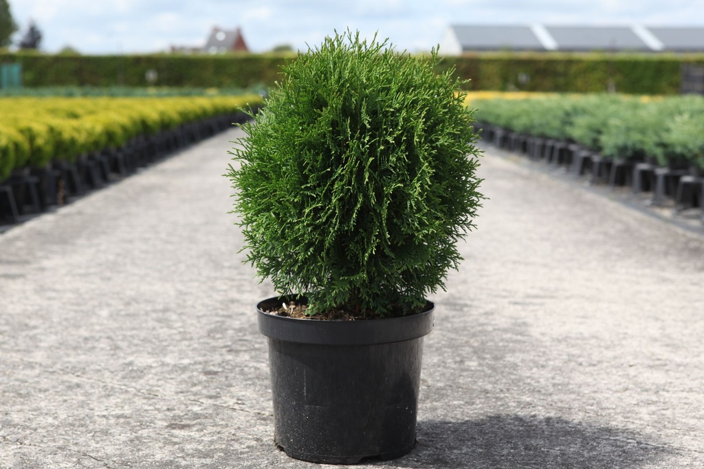 Thuja occidentalis 'Green Egg' cont. 7,5L 40/+ cm