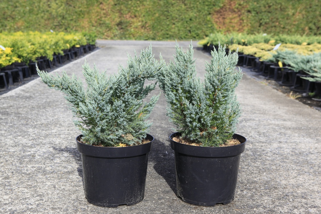 Juniperus pfitzeriana 'Blue Chiffon' cont. 7,5L 40/+ cm
