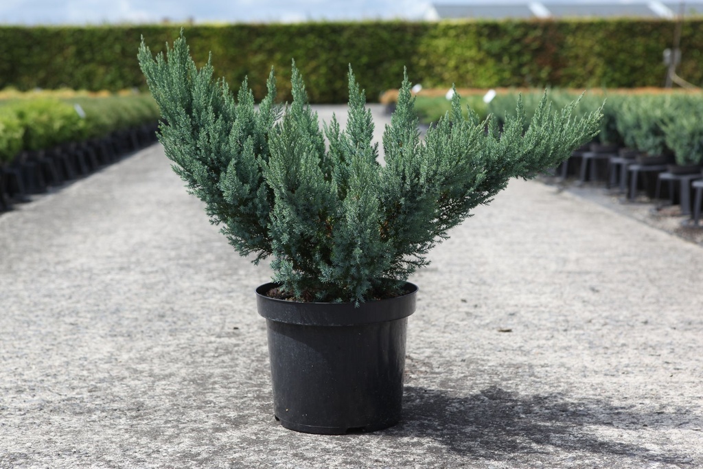 Juniperus pfitzeriana 'Blue Chiffon' cont. 7,5L 40/+ cm