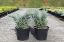 Juniperus pfitzeriana 'Blue Chiffon' cont. 7,5L 40/+ cm