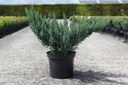 Juniperus pfitzeriana 'Blue Chiffon' cont. 7,5L 40/+ cm