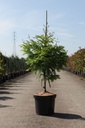 Metasequoia glyptostroboides 'Chubby' cont. 10L 80-100 cm +p