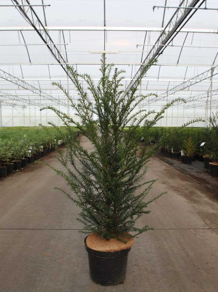 Taxus baccata cont. 7,5L 80/+ cm