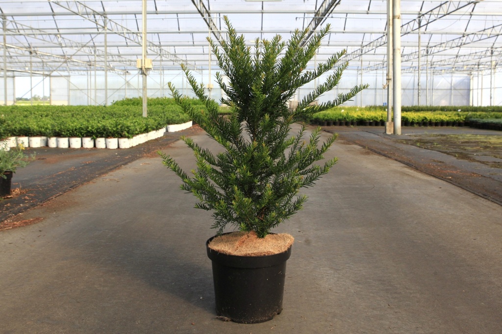[P] Taxus baccata cont. 7,5L 80/+ cm