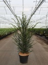 Taxus baccata cont. 7,5L 80/+ cm