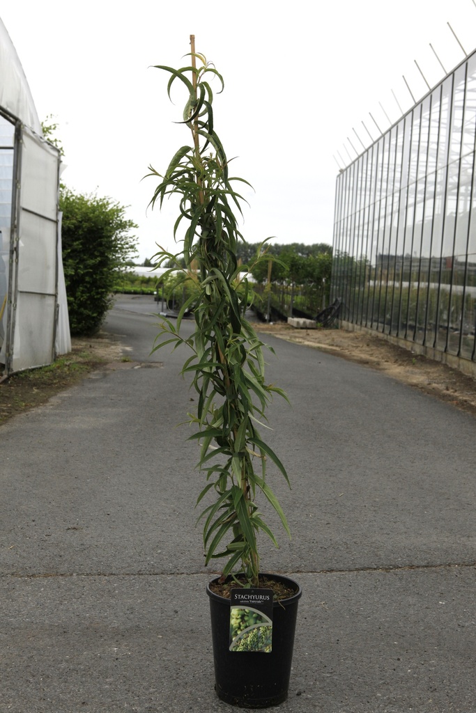 [P] Hedera helix 'Sagittifolia' cont. 3L high 80-100 cm +p
